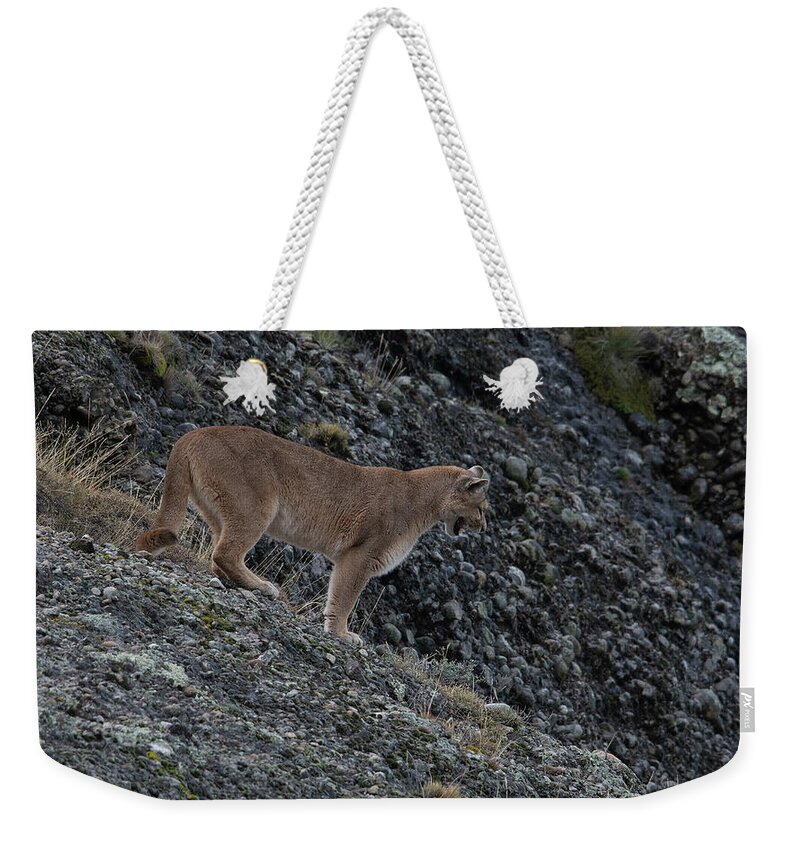 Female Weekender Tote Bag featuring the photograph Female Puma by Patrick Nowotny