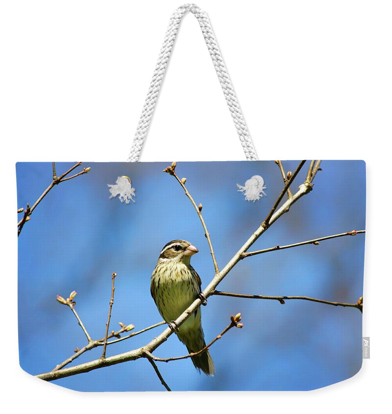 Bird Weekender Tote Bag featuring the photograph Female Rose Breasted Grosbeak by Christina Rollo