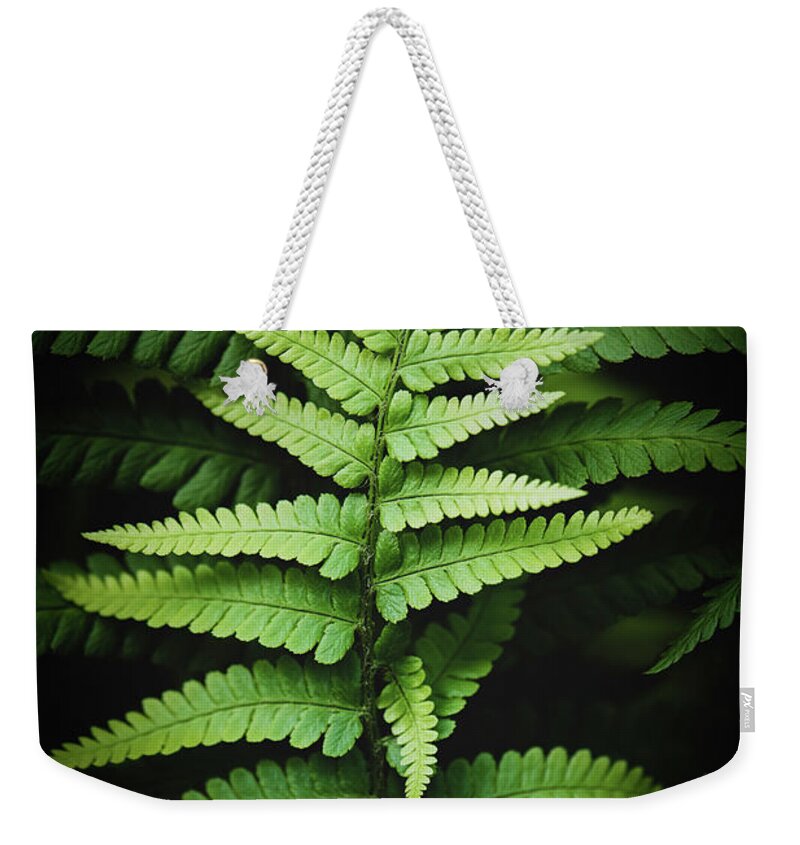 Fern Weekender Tote Bag featuring the photograph Ferns # 23 by Philippe Sainte-Laudy
