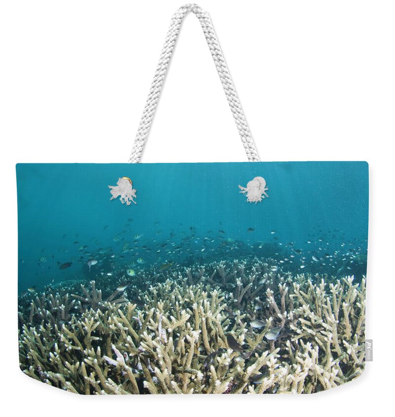 Underwater Weekender Tote Bag featuring the photograph Fish Swimming Over Dead Reef by Darryl Leniuk