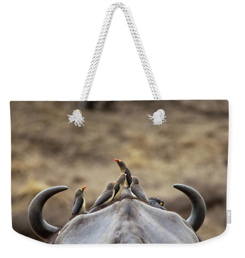 Tranquility Weekender Tote Bag featuring the photograph Five Yellow-billed Oxpeckers Perching by Sean Russell