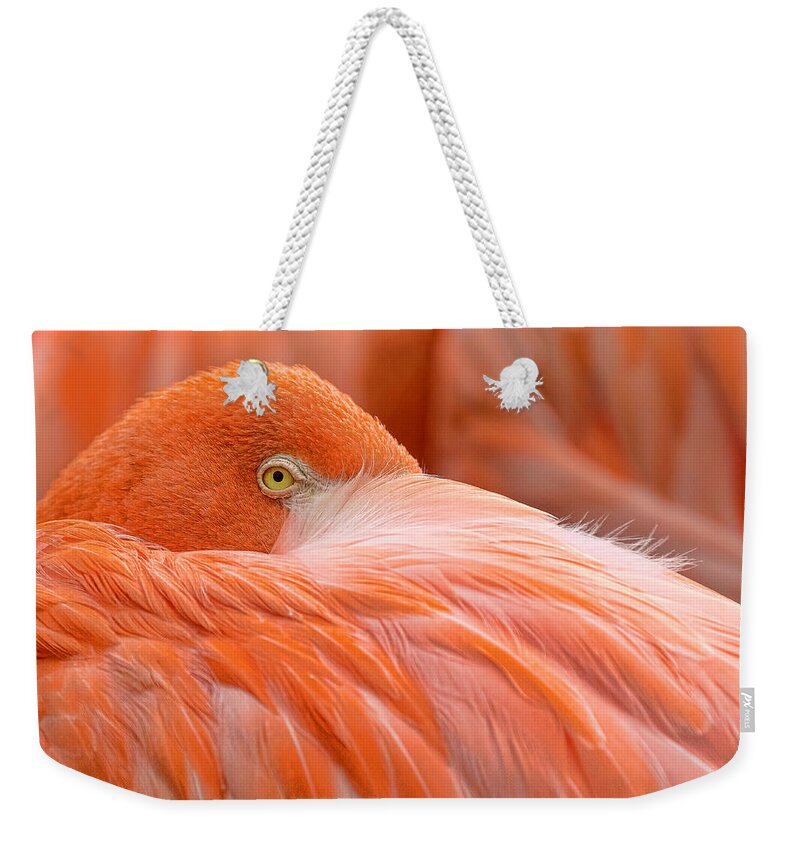  Weekender Tote Bag featuring the photograph Flamboyant Flamingo by Nadia Sanowar
