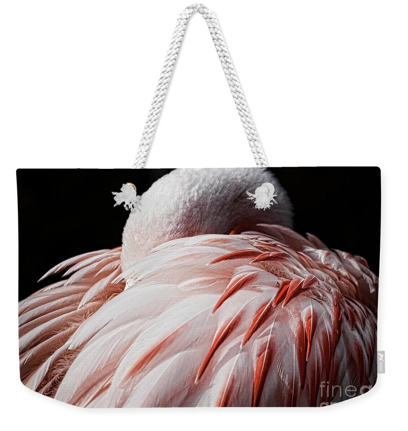 One Animal Weekender Tote Bag featuring the photograph Flamingo Sleeping On Black Background by Karen Ulvestad