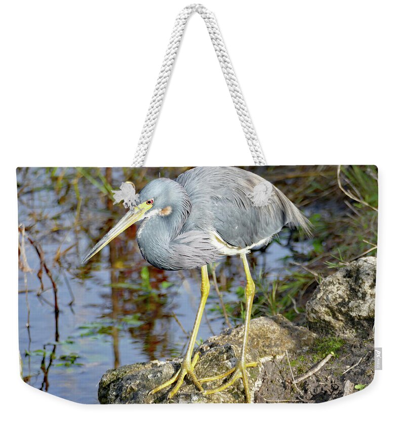 Bird Weekender Tote Bag featuring the photograph Florida Tricolored Heron by Margaret Zabor