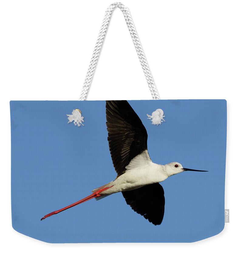 Black Weekender Tote Bag featuring the photograph Flying Black-Winged Stilt with Blue Sky by Pablo Avanzini