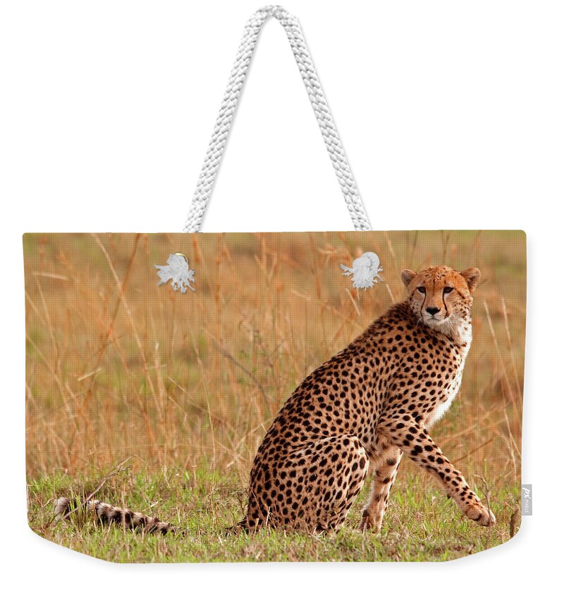 Scenics Weekender Tote Bag featuring the photograph Focused Cheetah by Wldavies