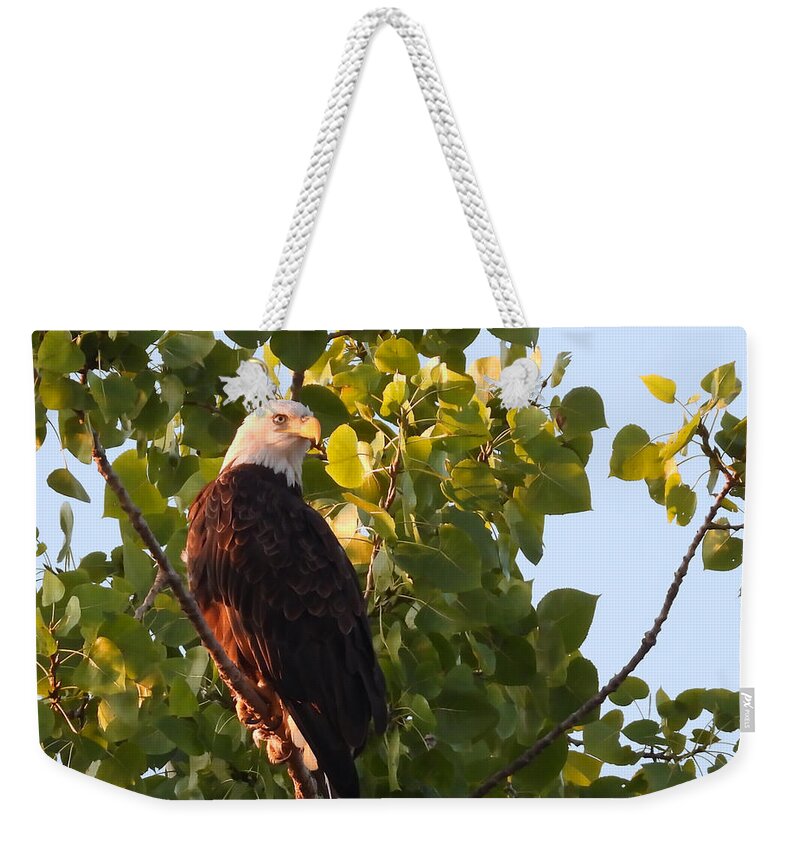  Weekender Tote Bag featuring the photograph Focused by Jack Wilson