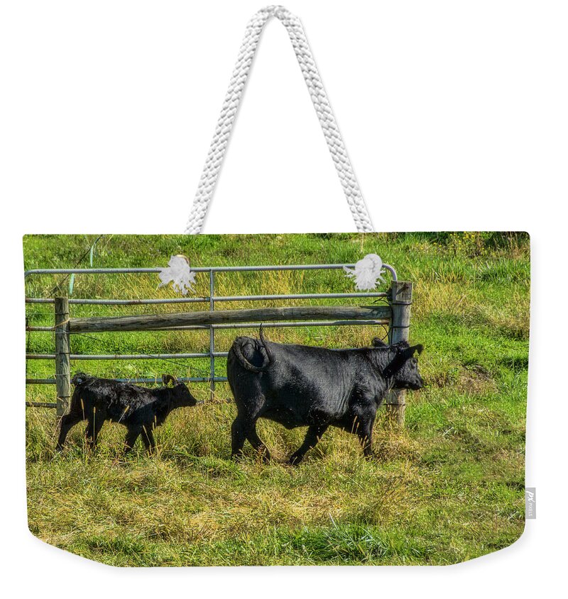 Cattle Weekender Tote Bag featuring the photograph Following Momma by Cathy Kovarik
