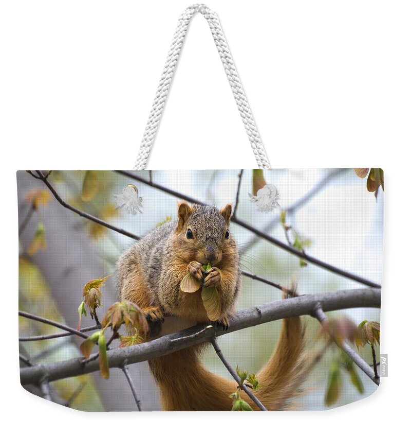 Fox Squirrel Weekender Tote Bag featuring the photograph Fox Squirrel Eating Helicopters by Don Northup