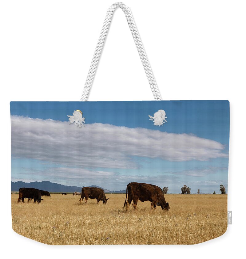 Cow Weekender Tote Bag featuring the photograph Free Range Beef by Dustypixel