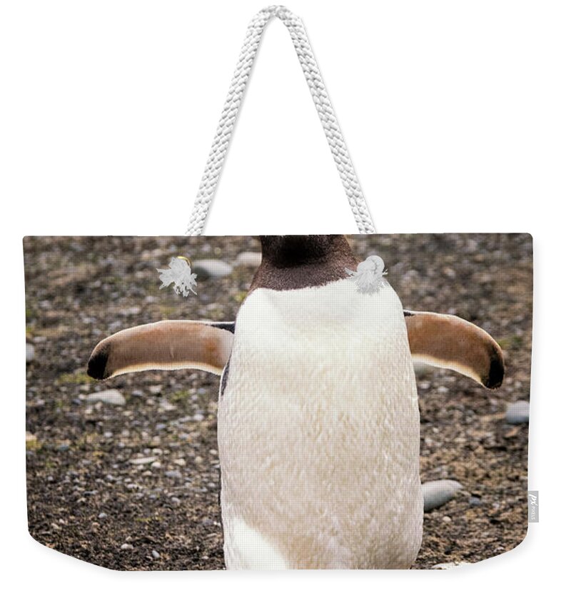 Gentoo Penguin Weekender Tote Bag featuring the photograph Friendly Hello by Paulette Sinclair