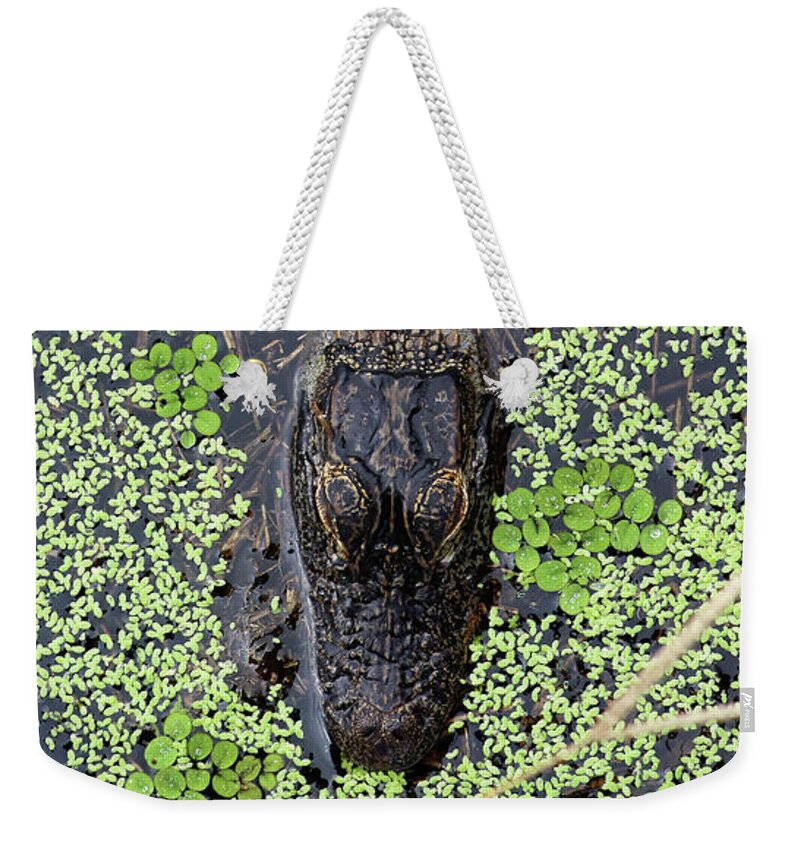 Alligator Weekender Tote Bag featuring the photograph From the Sticks by Michael Allard