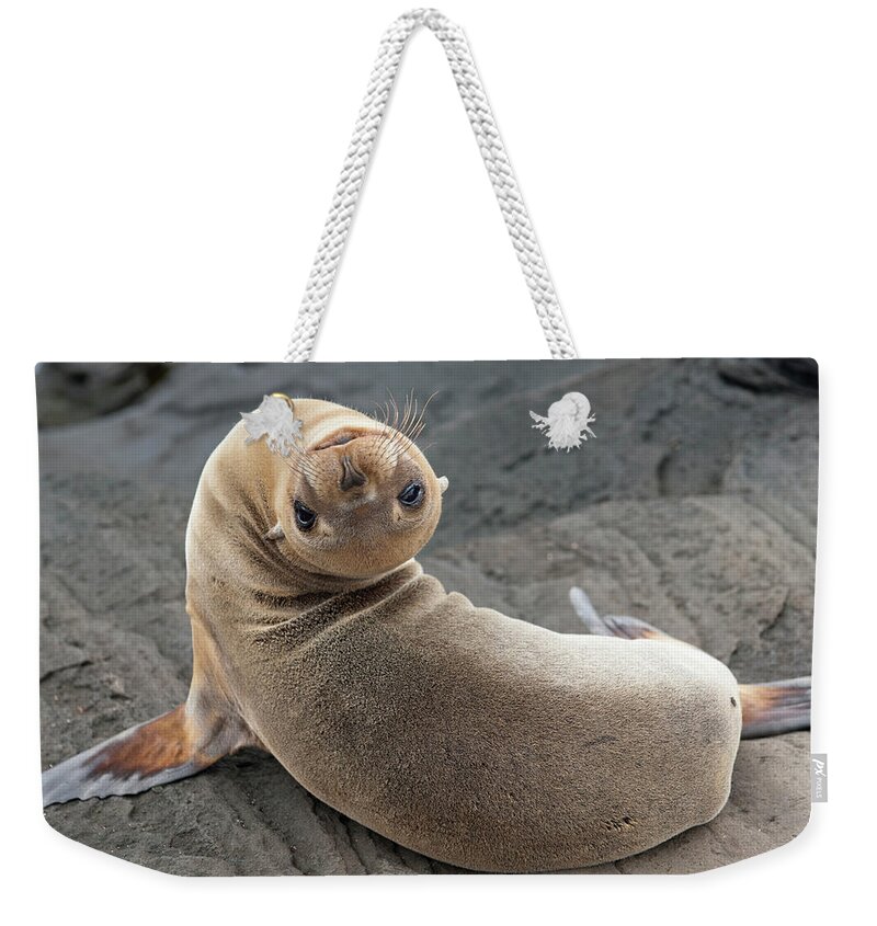 Looking Over Shoulder Weekender Tote Bag featuring the photograph Fur Seal Otariidae Looking Back Upside by Keith Levit / Design Pics