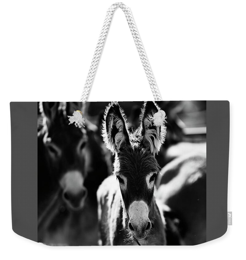 Burros Weekender Tote Bag featuring the photograph Fuzzy Eared Burro by Carien Schippers