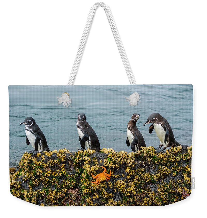 Animal Weekender Tote Bag featuring the photograph Galapagos Penguin On Rock by Tui De Roy