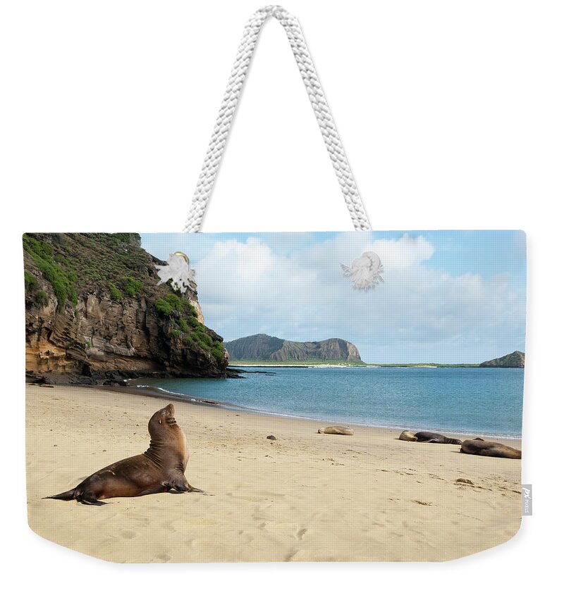 Animal In Habitat Weekender Tote Bag featuring the photograph Galapagos Sea Lion At Punta Pitt by Tui De Roy