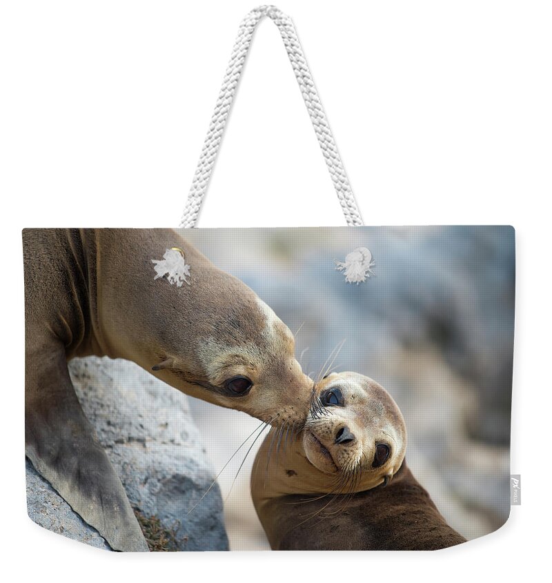 Animal Weekender Tote Bag featuring the photograph Galapagos Sealion Nuzzling Her Pup by Tui De Roy