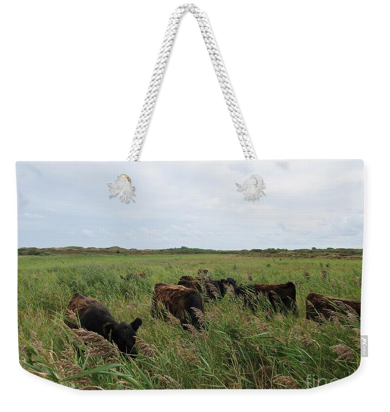 Path Weekender Tote Bag featuring the photograph Galloway cows on Texel North Holland by Chani Demuijlder