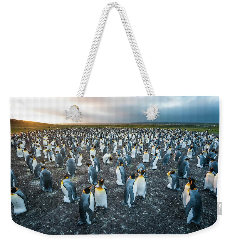 Animal Weekender Tote Bag featuring the photograph Gentoo Penguin Colony, Falklands by Tui De Roy
