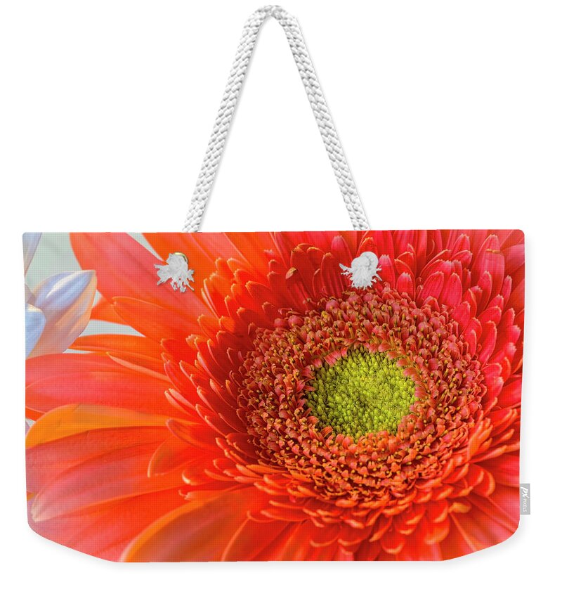 Flower Weekender Tote Bag featuring the photograph Gerbera Gorgeous by Harriet Feagin