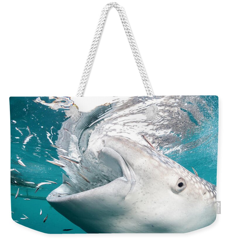 Underwater Weekender Tote Bag featuring the photograph Getting Close by By Wildestanimal