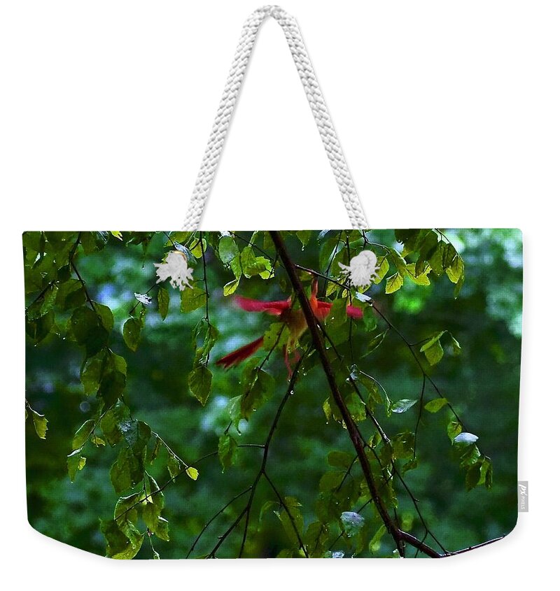 Bird Weekender Tote Bag featuring the photograph Ghost Angel Cardinal by Alida M Haslett