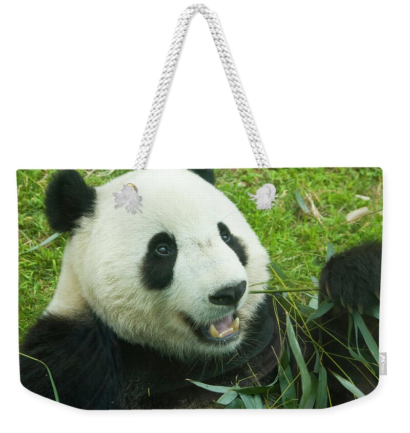 Panda Weekender Tote Bag featuring the photograph Giant Panda And Bamboo by Lingbeek