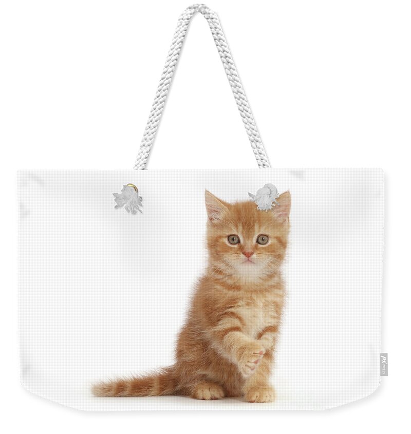 Sweet Weekender Tote Bag featuring the photograph Ginger Kitten Pawshake by Warren Photographic