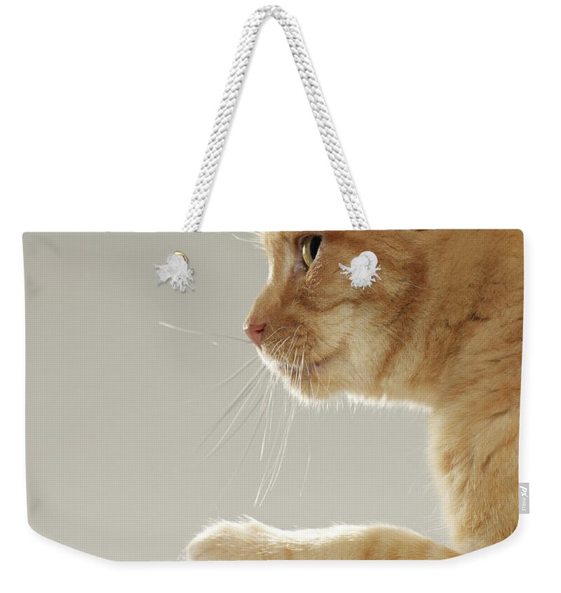 Pets Weekender Tote Bag featuring the photograph Ginger Tabby Cat Raising Paw, Close-up by Michael Blann