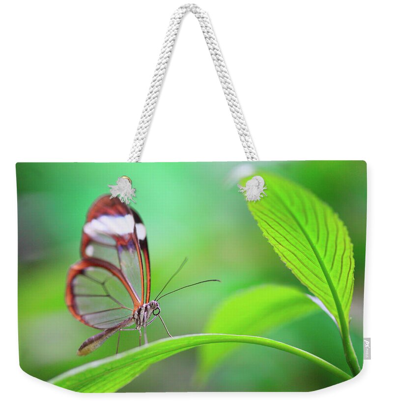 Glasswing Weekender Tote Bag featuring the photograph Glasswing Butterfly On Green Leaf by Kathy Collins