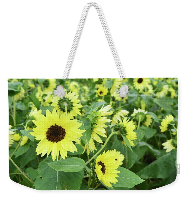 Sunflower Weekender Tote Bag featuring the photograph Glorious Sunflowers by Aimee L Maher ALM GALLERY
