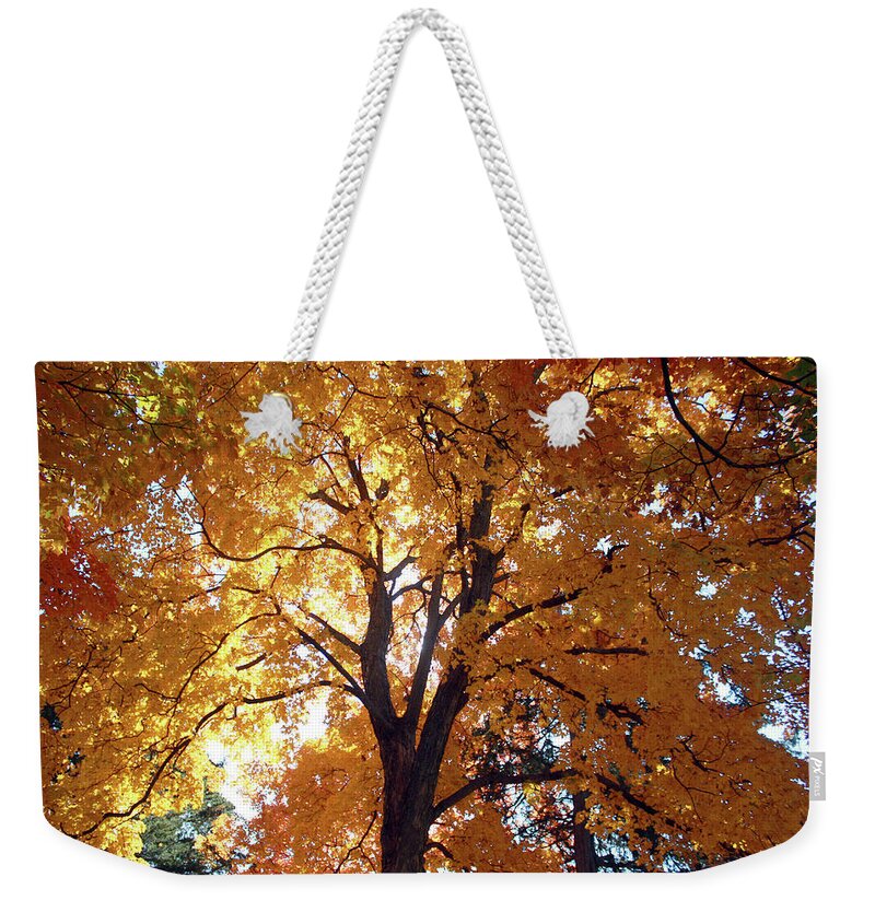 George Owen's Nature Park Weekender Tote Bag featuring the photograph Glowing Tree by Ellen Tully