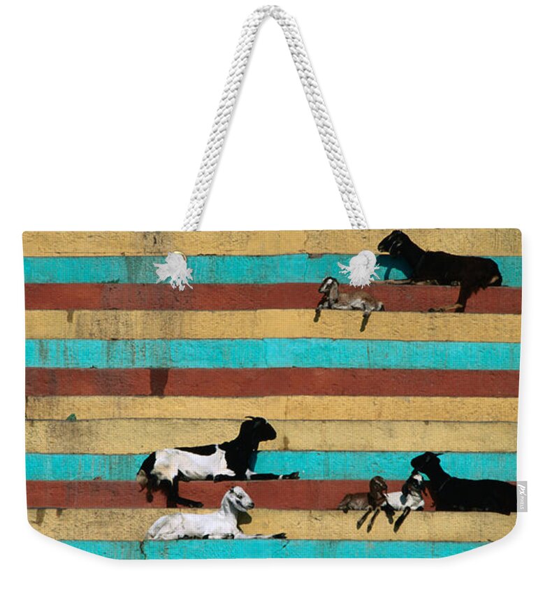 Steps Weekender Tote Bag featuring the photograph Goats Resting On The Tulsi Ghats by Anders Blomqvist