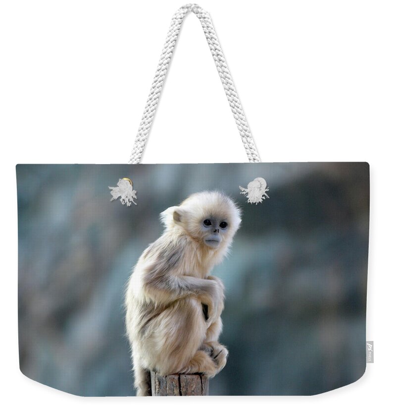 Pole Weekender Tote Bag featuring the photograph Golden Monkey by Floridapfe From S.korea Kim In Cherl