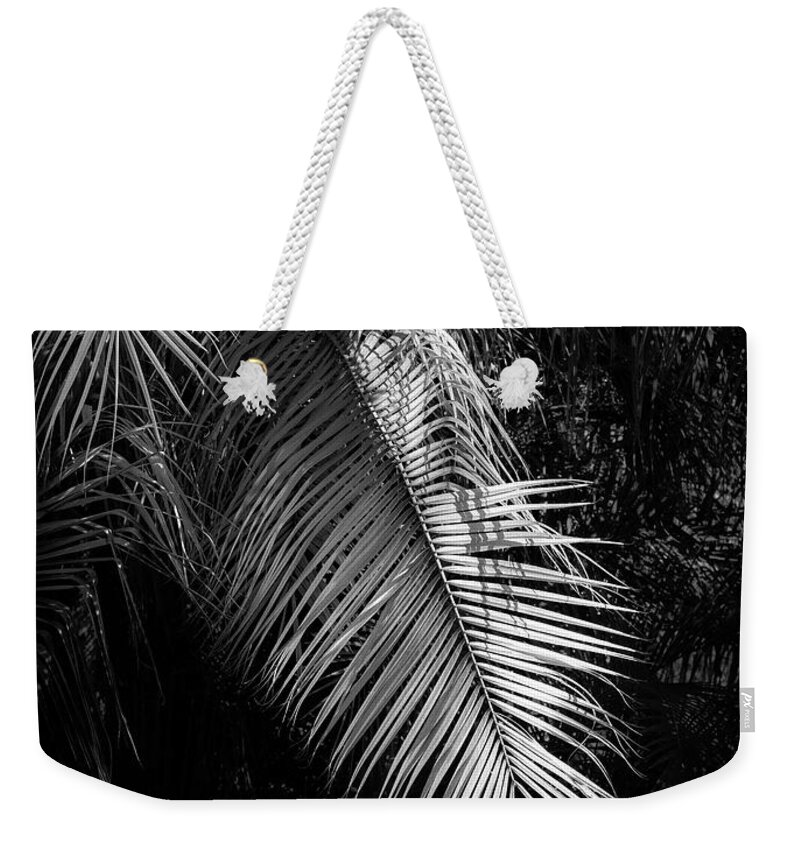 Photography Weekender Tote Bag featuring the photograph Golden Palm Leaf, California, Usa by Panoramic Images