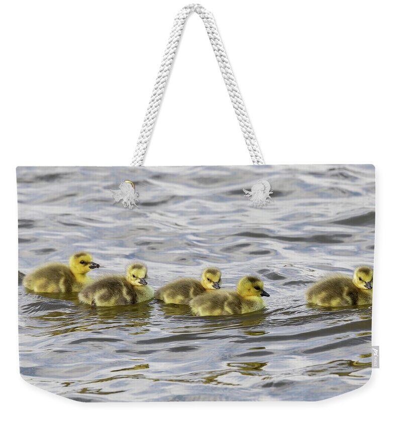 Goose Weekender Tote Bag featuring the photograph Goslings Go For a Swim by Tony Hake