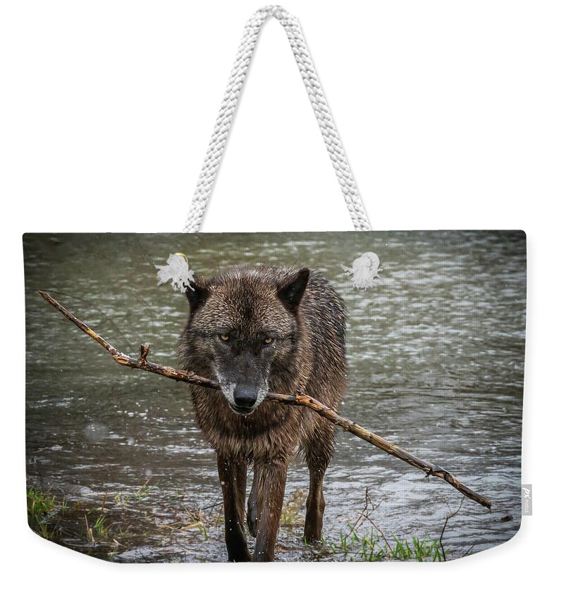 Black Wolf Wolves Weekender Tote Bag featuring the photograph Got the Stick by Laura Hedien