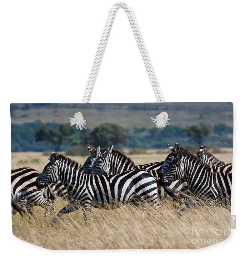 Scenics Weekender Tote Bag featuring the photograph Grants Zebras, Kenya by Mint Images/ Art Wolfe