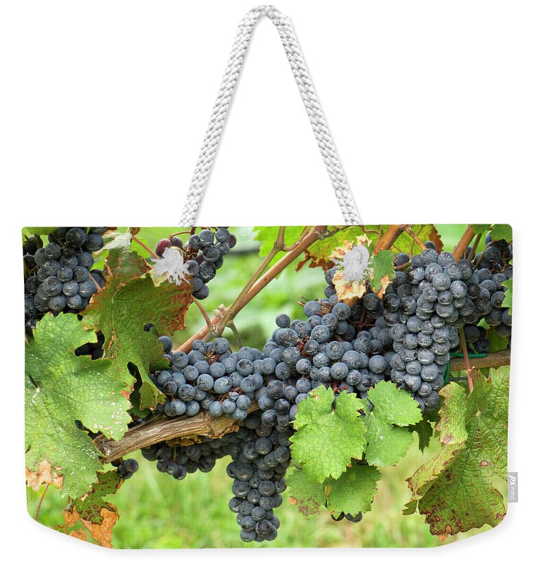 Alcohol Weekender Tote Bag featuring the photograph Grapes At Harvest Time by Jpecha