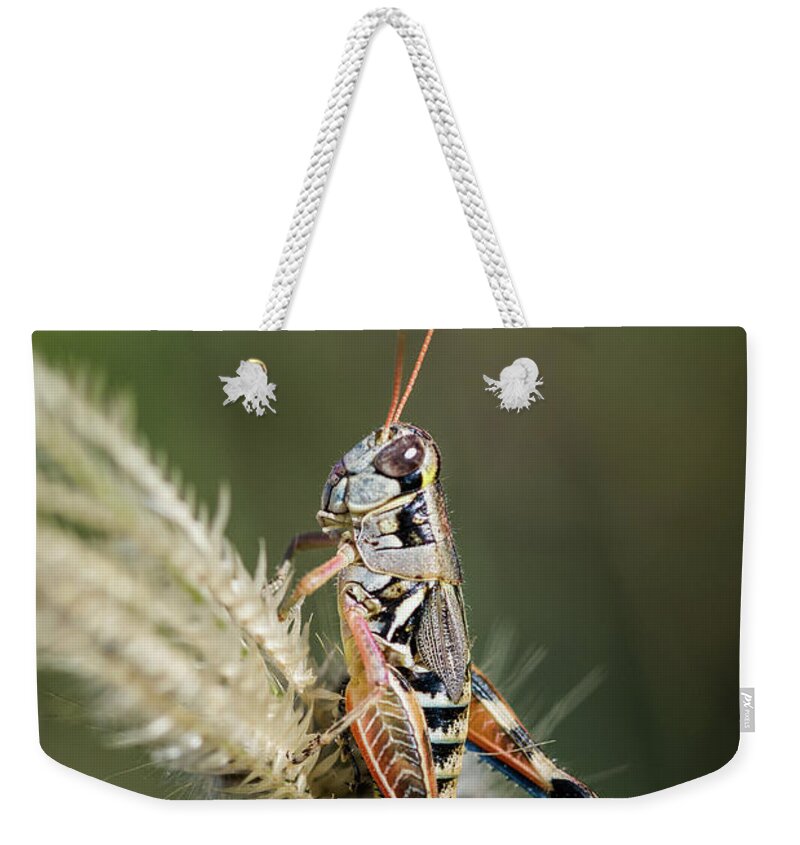 Grasshopper Weekender Tote Bag featuring the photograph Grasshopper Atop Fingergrass by Al Andersen