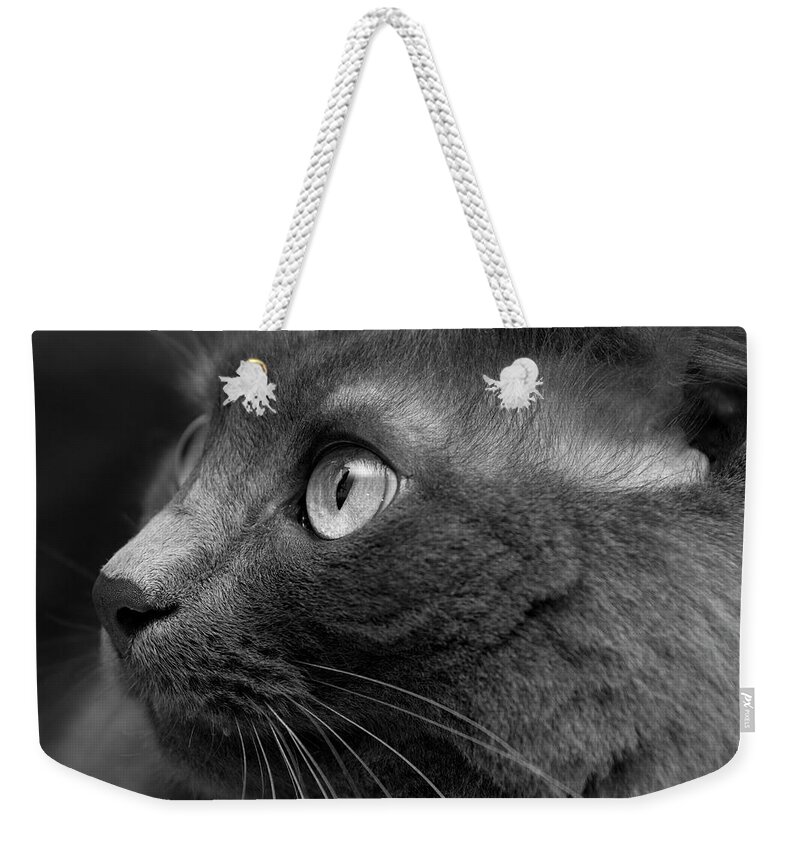 Shadow Weekender Tote Bag featuring the photograph Gray Cat by Jaguarko