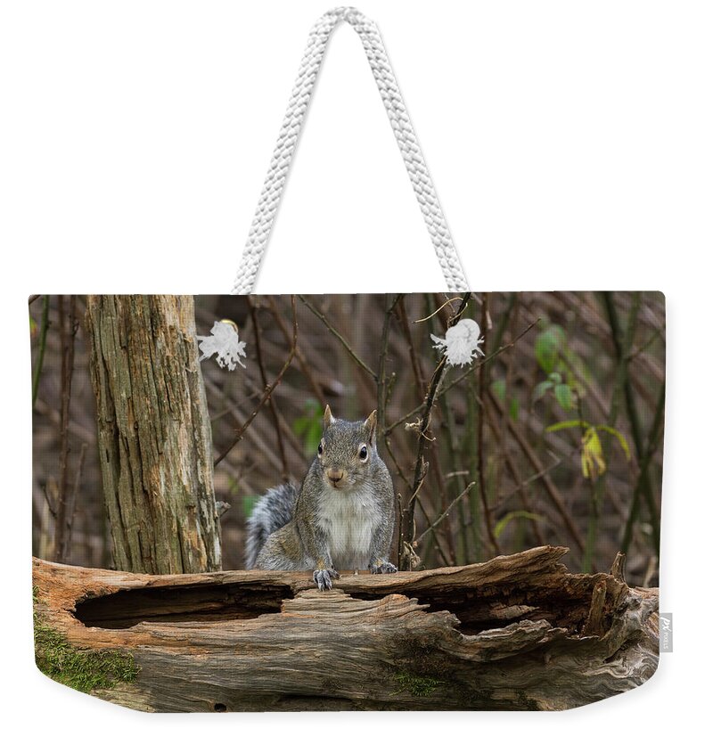Arkansas Weekender Tote Bag featuring the photograph Gray Squirrel - 0035 by Jerry Owens