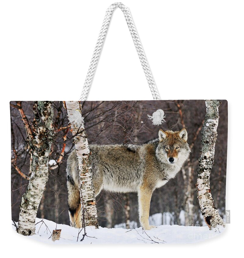 Mp Weekender Tote Bag featuring the photograph Gray Wolf Norway by Jasper Doest