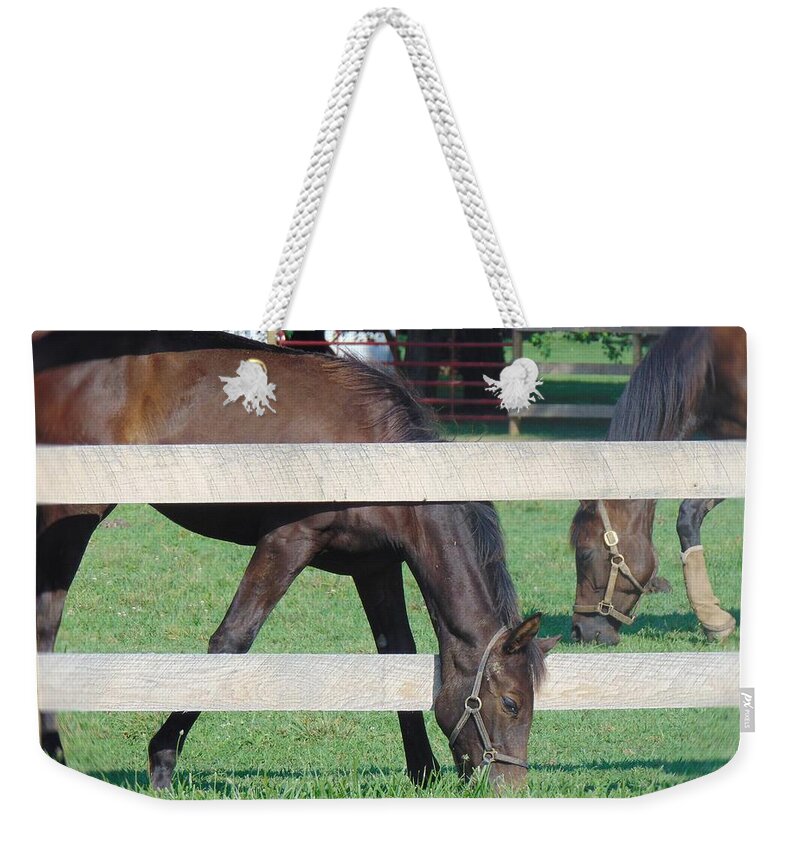 Horse Weekender Tote Bag featuring the photograph Grazing Beauty by Antonio Moore