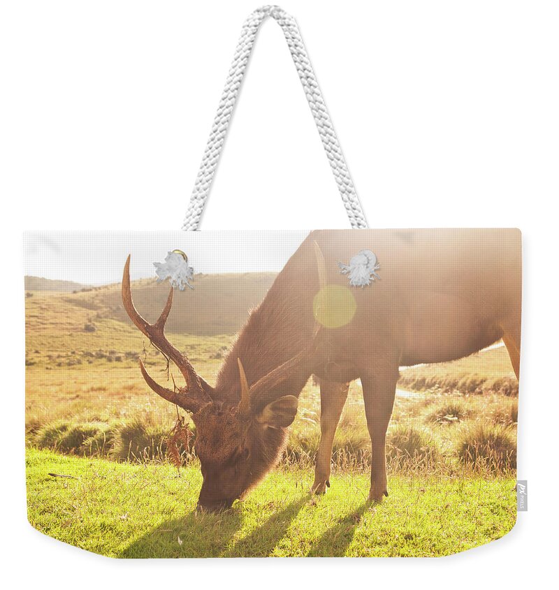 Horned Weekender Tote Bag featuring the photograph Grazing Deer by Flash Parker