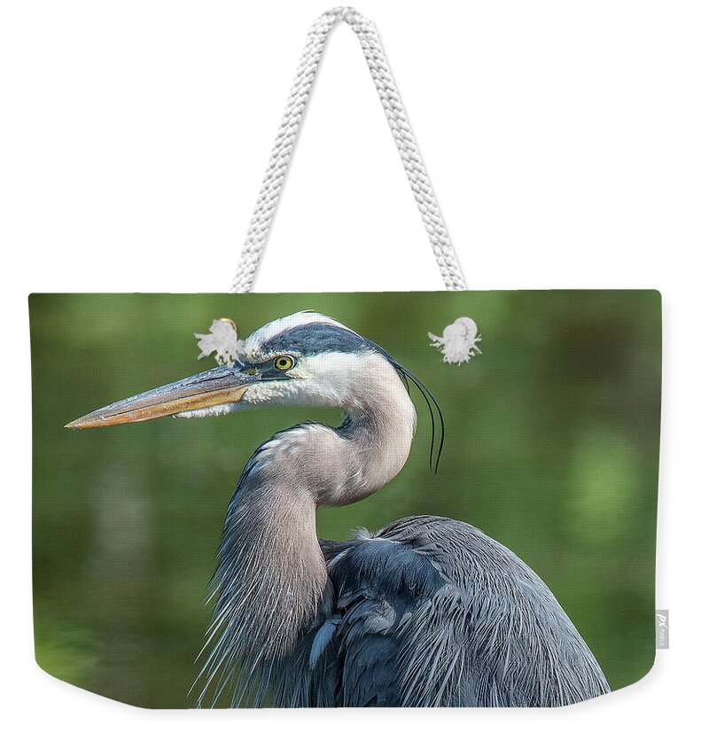 Nature Weekender Tote Bag featuring the photograph Great Blue Heron after Preening DMSB0157 by Gerry Gantt