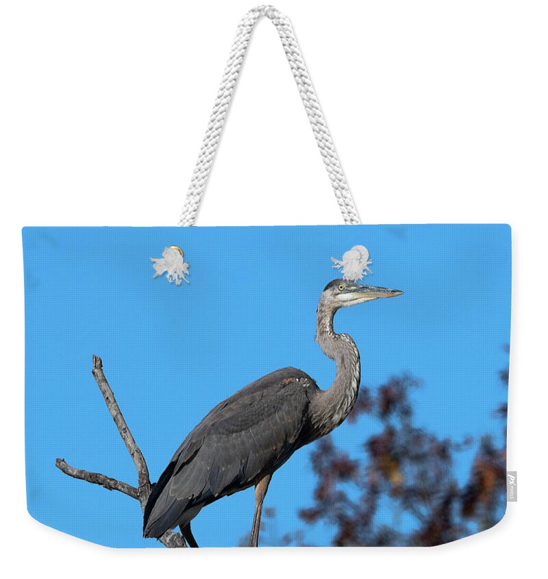 Nature Weekender Tote Bag featuring the photograph Great Blue Heron in a Tree DMSB0210 by Gerry Gantt