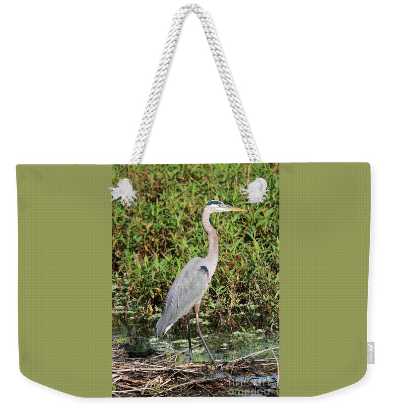 Designs Similar to Great Blue Heron in Green Marsh