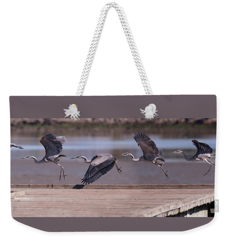 Alameda Weekender Tote Bag featuring the photograph Great Blue Heron Take Off by Mike Gifford