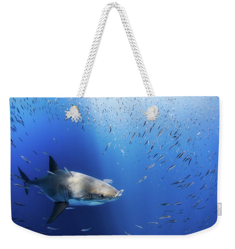 Shark Weekender Tote Bag featuring the photograph Great White Shark by Nicole Young